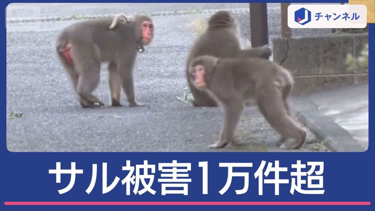 温泉街でサル被害1万件超　建物に侵入も