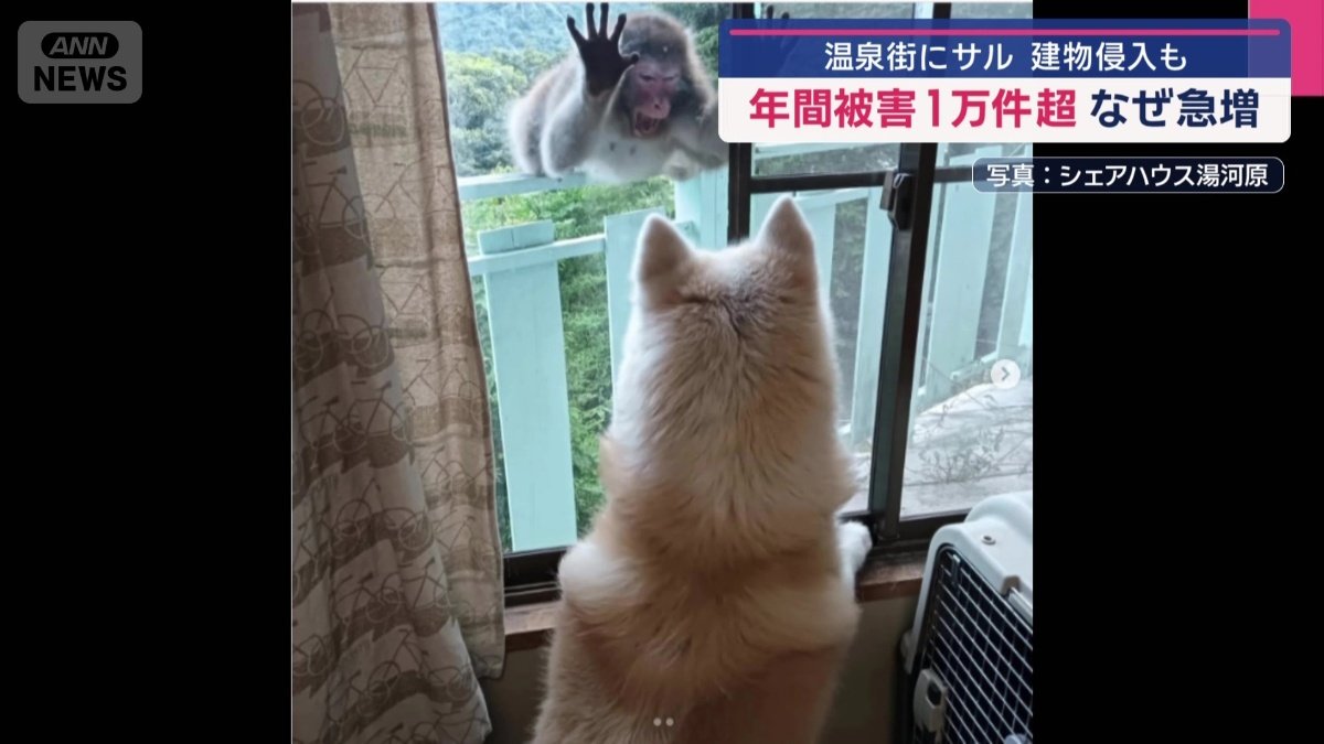 犬を威嚇するサル