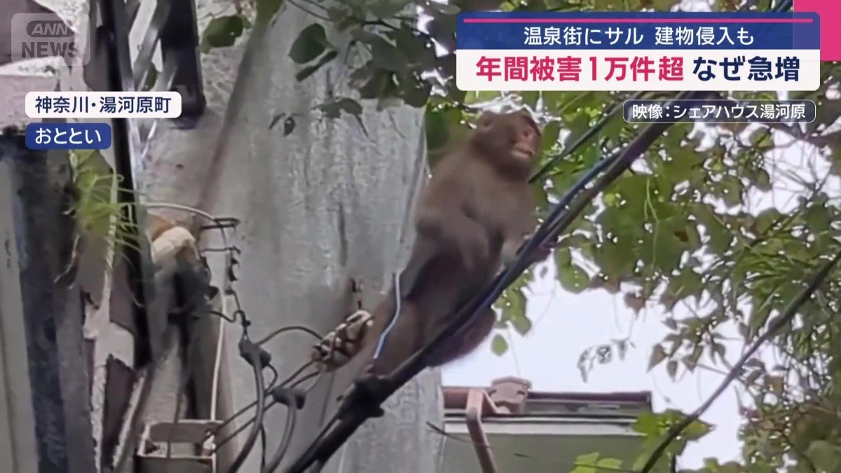 電線を器用に渡るサル