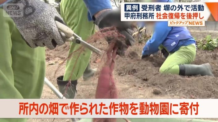 サツマイモの収穫作業