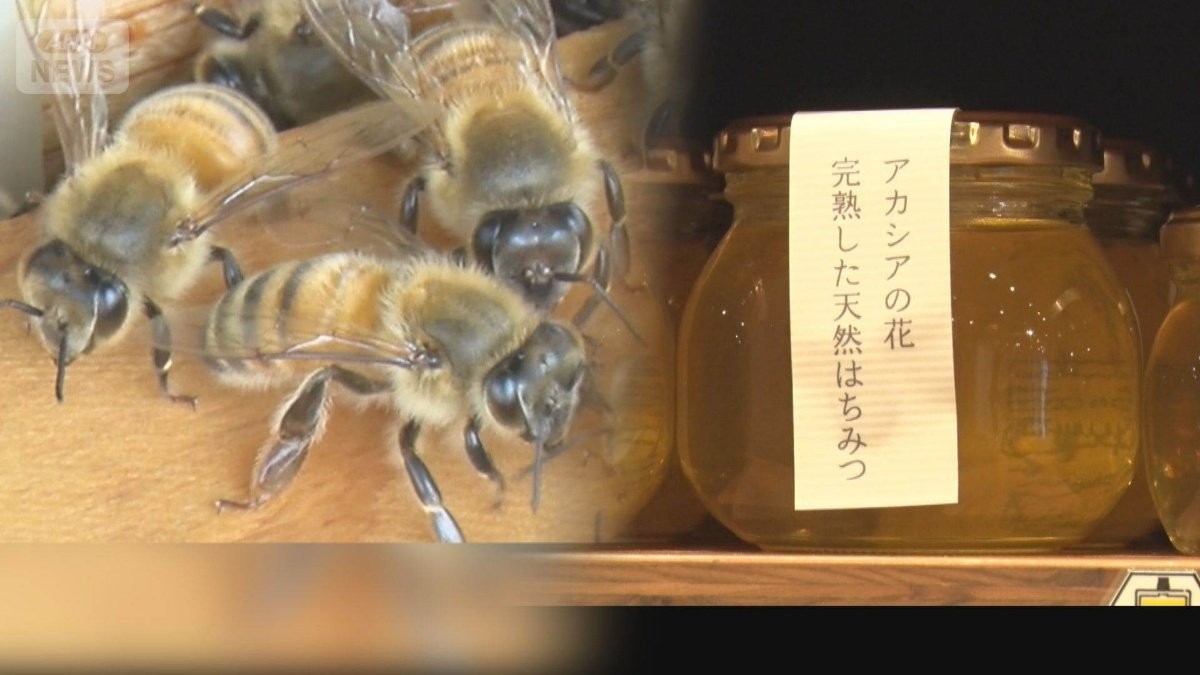 国産ハチミツ生産量3割減で価格高騰　猛暑続き働きバチ夏バテ　【詳報版】