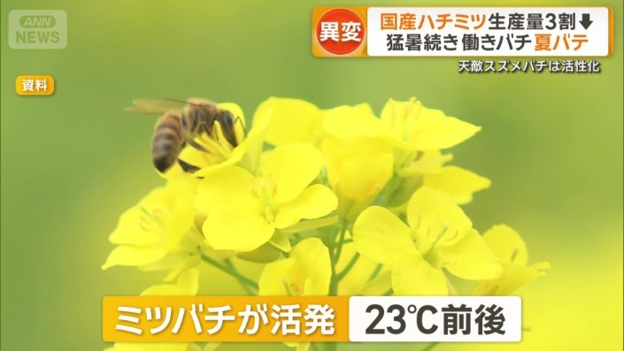 ミツバチが活動しやすい気温は23℃前後