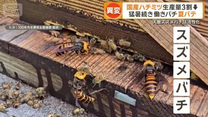 ミツバチを次々とかみ殺すスズメバチ