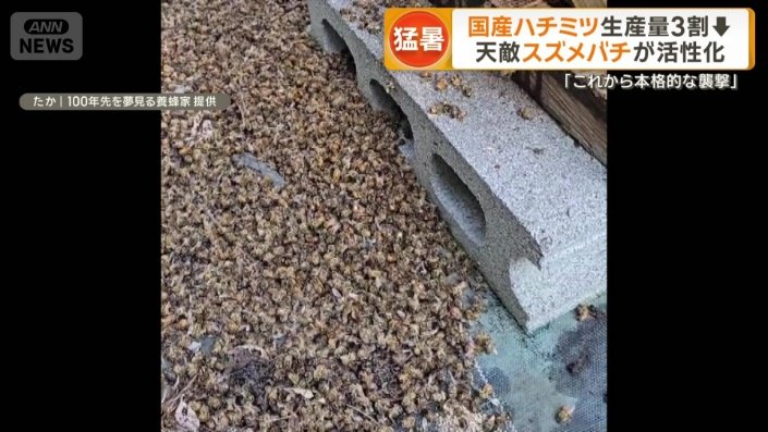 下に落ちているのはすべて死んでしまったミツバチ