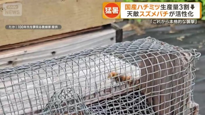 スズメバチの脅威