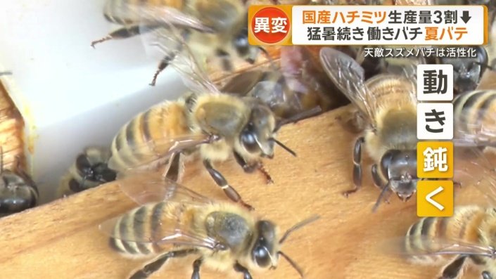 働きバチの動き鈍く…