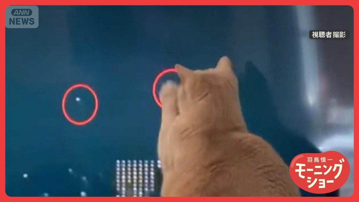 「UFO追いかけるニャン」繰り出す高速猫パンチ　画面の光芒徹底追尾　UFOが好きなの？