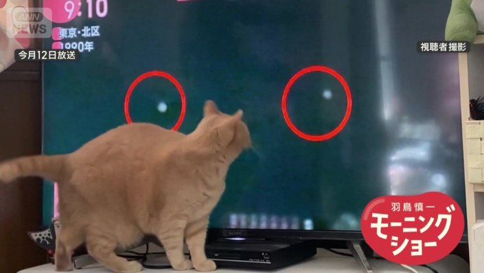 UFOのVTRを見る猫ちゃん
