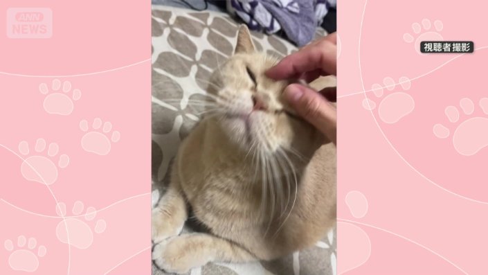 飼い主と元気に遊んでいる猫ちゃん