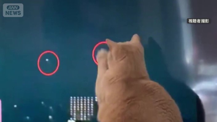 UFOを察知し、高速猫パンチ