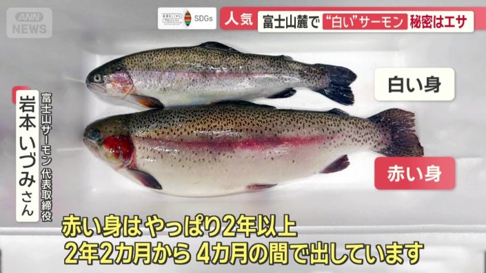 白い身は、1年2カ月ほどで出荷