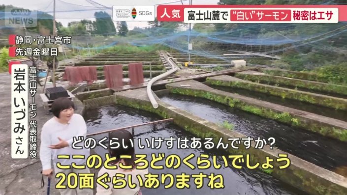 「ホワイト富士山サーモン」は、およそ20のいけすで養殖されている