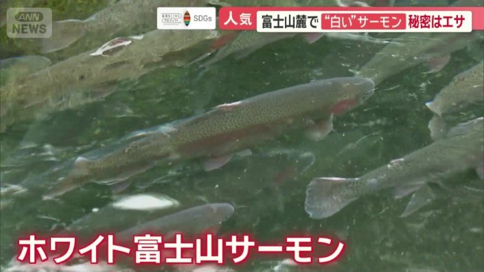 「ホワイト富士山サーモン」