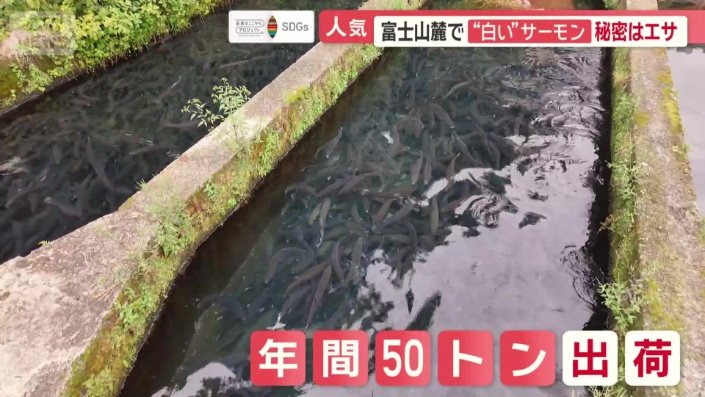年間50トンが出荷される