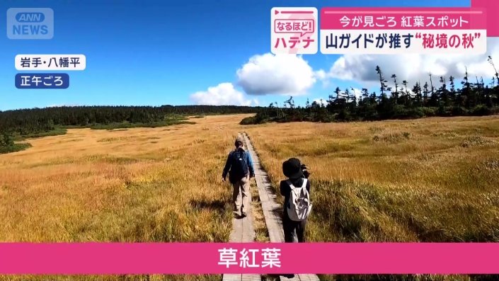 草紅葉