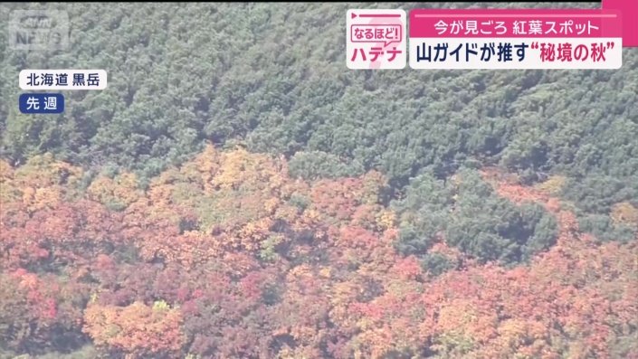 徐々に色づきを見せている今年の紅葉