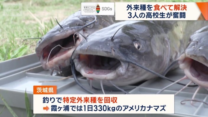 茨城県では釣り人からアメリカナマズの回収を行っている