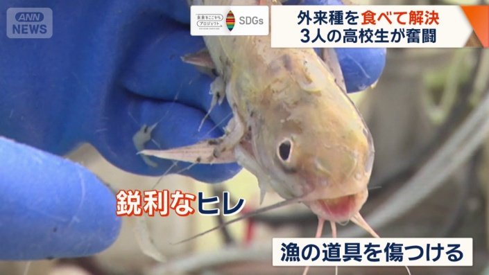 幼魚