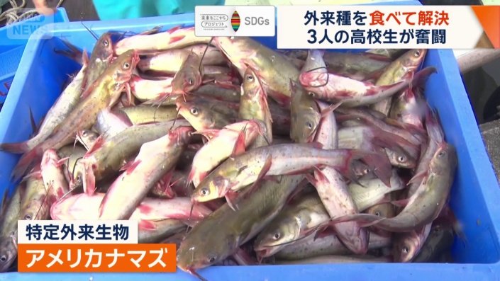 関東最大の湖、霞ケ浦の漁師たちを悩ませている