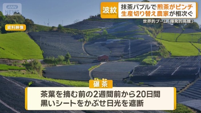 抹茶の原料「碾茶」