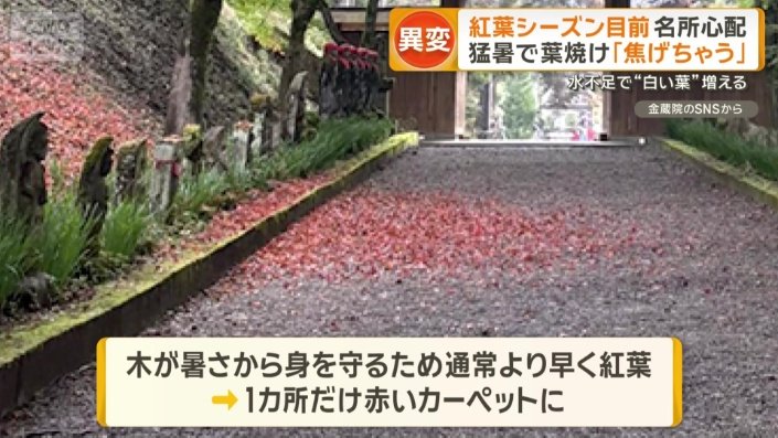 1カ所だけ赤く染まった葉が落ちている敷地内