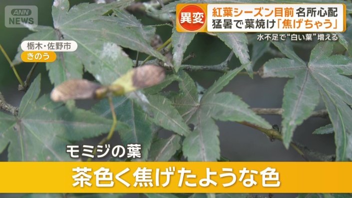 紅葉スポット「金蔵院」では…