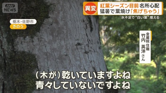 「青々していない」
