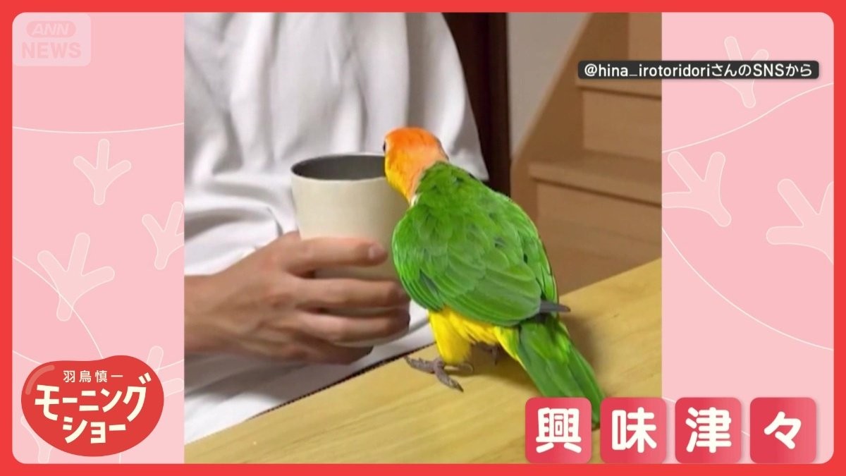 ノリノリダンス！　氷の音に合わせて左へ右へ…　踊るインコさん　どんな気持ちなの？