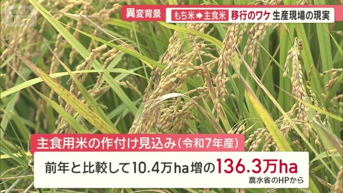 主食用米の作付け見込み（令和7年産）