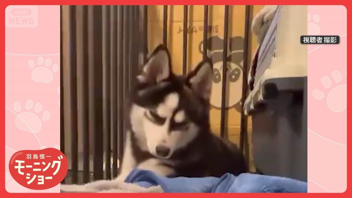 「眠くな〜るワン」…飼い主の“呪文”に倒れこむワンちゃん　なぜ寝てしまうの？