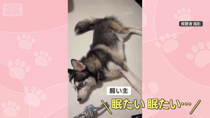 飼い主が「眠たい眠たい…」と唱えると…