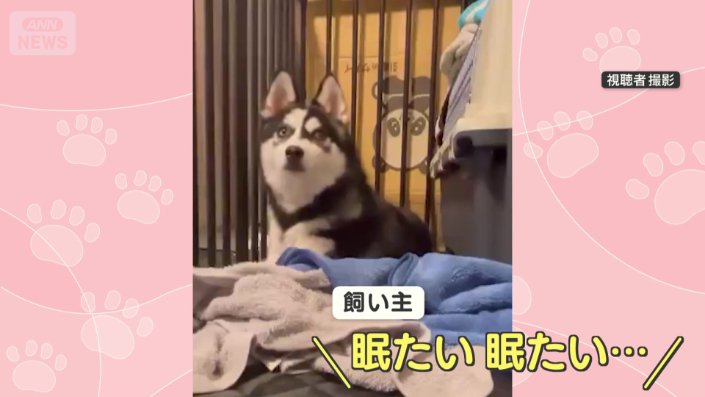 呪文のような飼い主さんの言葉