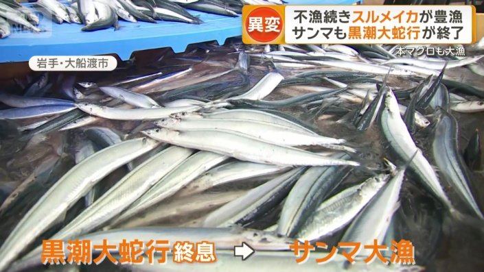 サンマ漁も好調