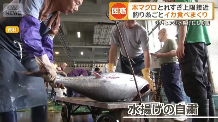 水揚げの自粛
