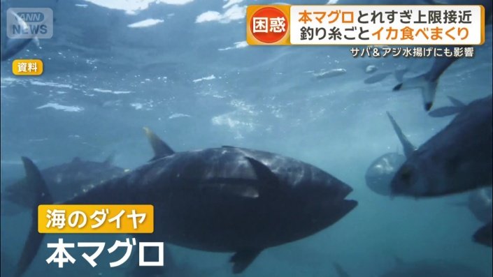 “海のダイヤ”　高級魚「本マグロ」