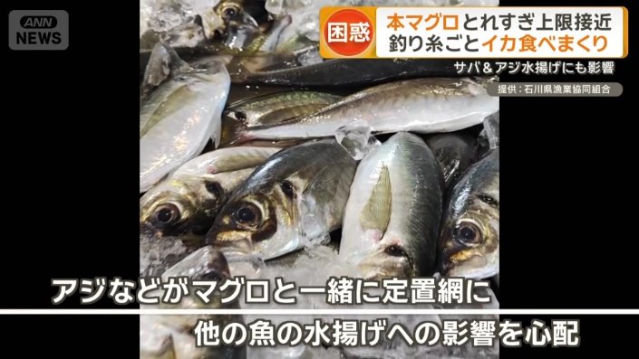 他の魚の水揚げへの影響も