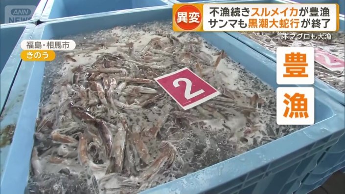 水揚げされた「スルメイカ」