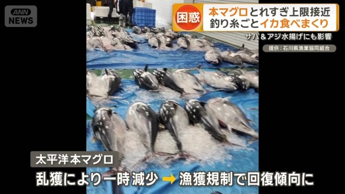 漁獲規制したことで回復傾向