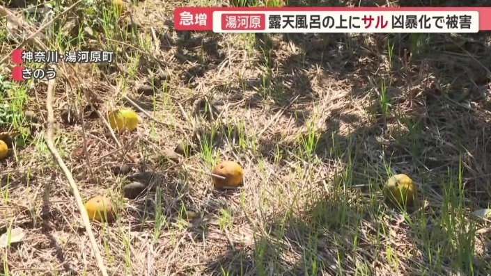 ミカン畑が数多くある湯河原町