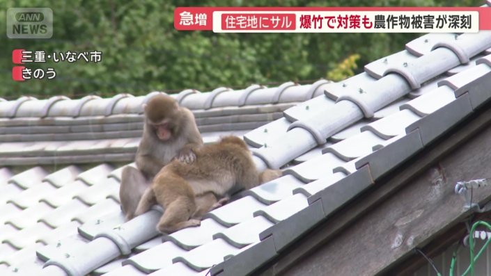 屋根の上で毛づくろいするサル