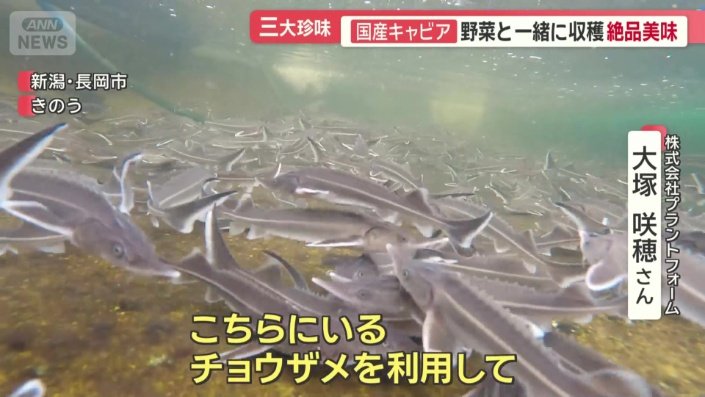 野菜と一緒にとれる
