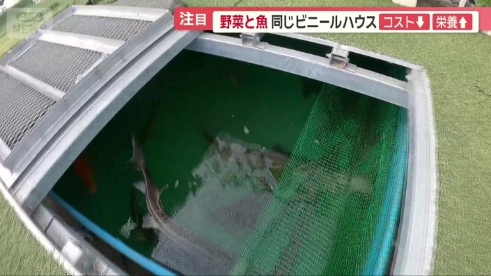 床下には魚が