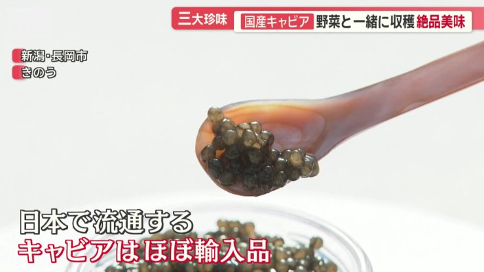 国産で希少なコチョウザメの卵を使用