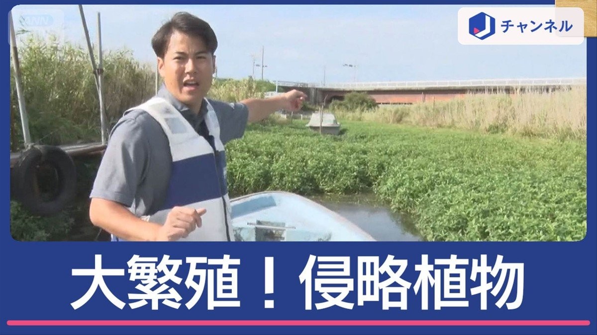 農作物以外も被害…地球上最悪の侵略植物が大繁殖