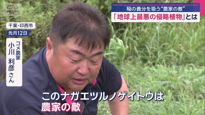 「稲にいくべき養分が雑草にとられる」