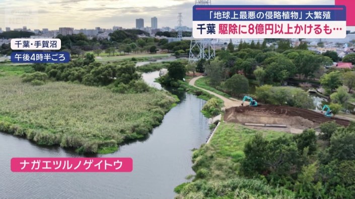 沼を囲う低い草はナガエツルノゲイトウ