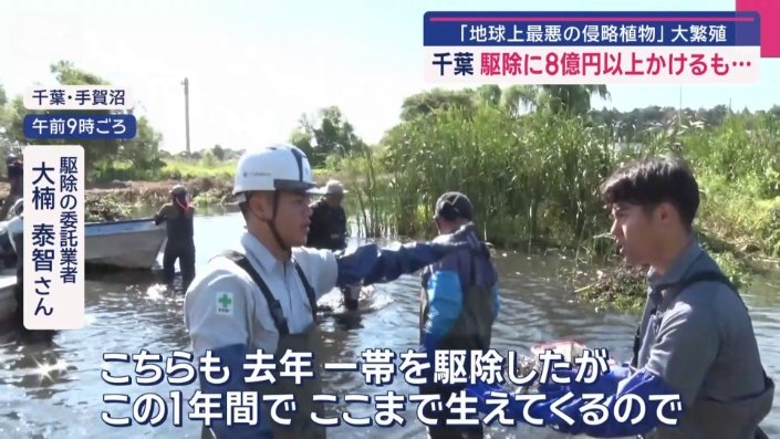 「繁殖力が強い」