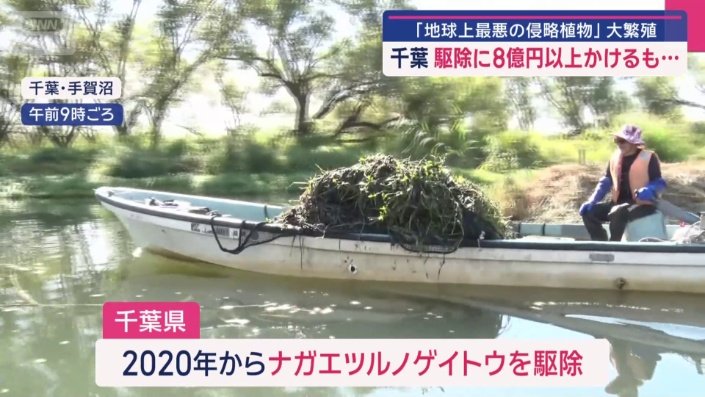 再繁殖を防ぐため根っこごと引き抜く