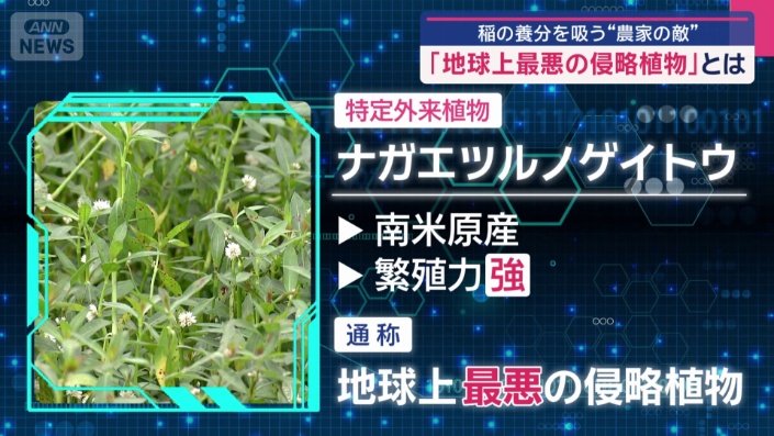 ナガエツルノゲイトウ