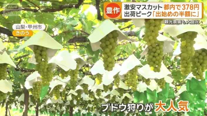 ブドウ狩りが大人気